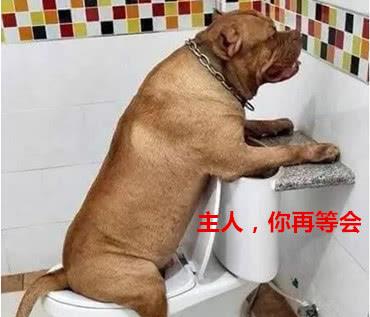 狗狗尿液颜色红褐色是什么原因,狗狗吃了火龙果尿液发红正常吗