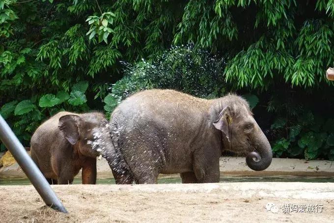 2天游玩广州长隆野生动物园攻略,广州长隆野生动物园步行游玩攻略
