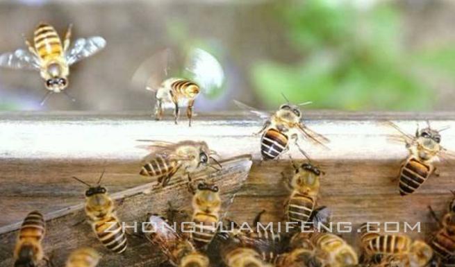 中蜂养双群怎样操作,中蜂定地饲养三百群要多少个场地