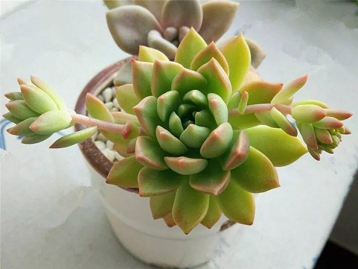 100种常见多肉的养法图片大全,60种好度夏的多肉植物