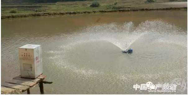 刚刚开始养殖对虾如何清理虾塘,对虾养殖ph值所反映的水质问题