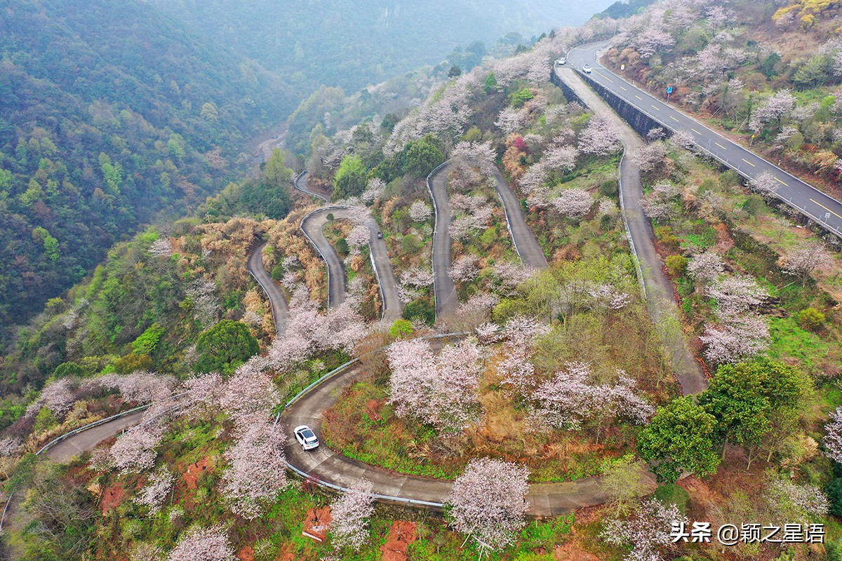早樱烂漫,看樱花的地方樱花谷
