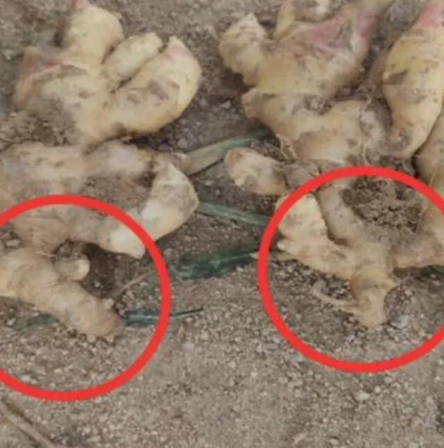 为什么生姜会长白毛,为什么生姜长了很多毛