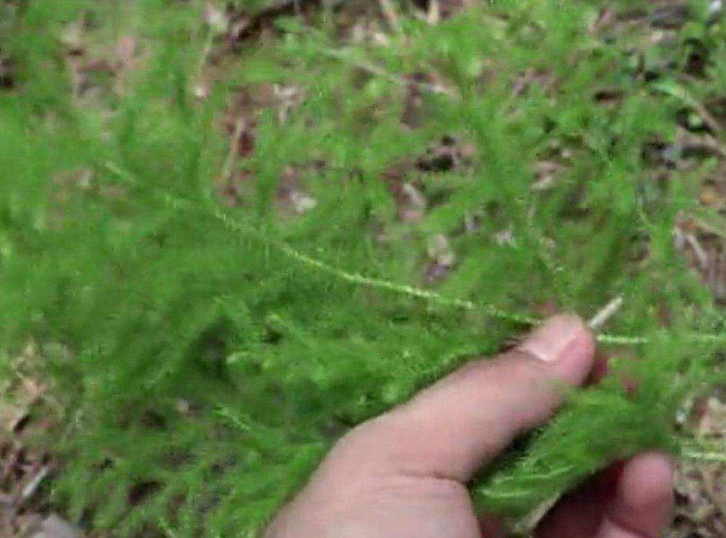 哪些山上野草可以做盆栽,农村这种不起眼的小植物