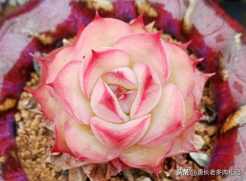 多肉每个品种养法一样吗,假如养多肉有等级