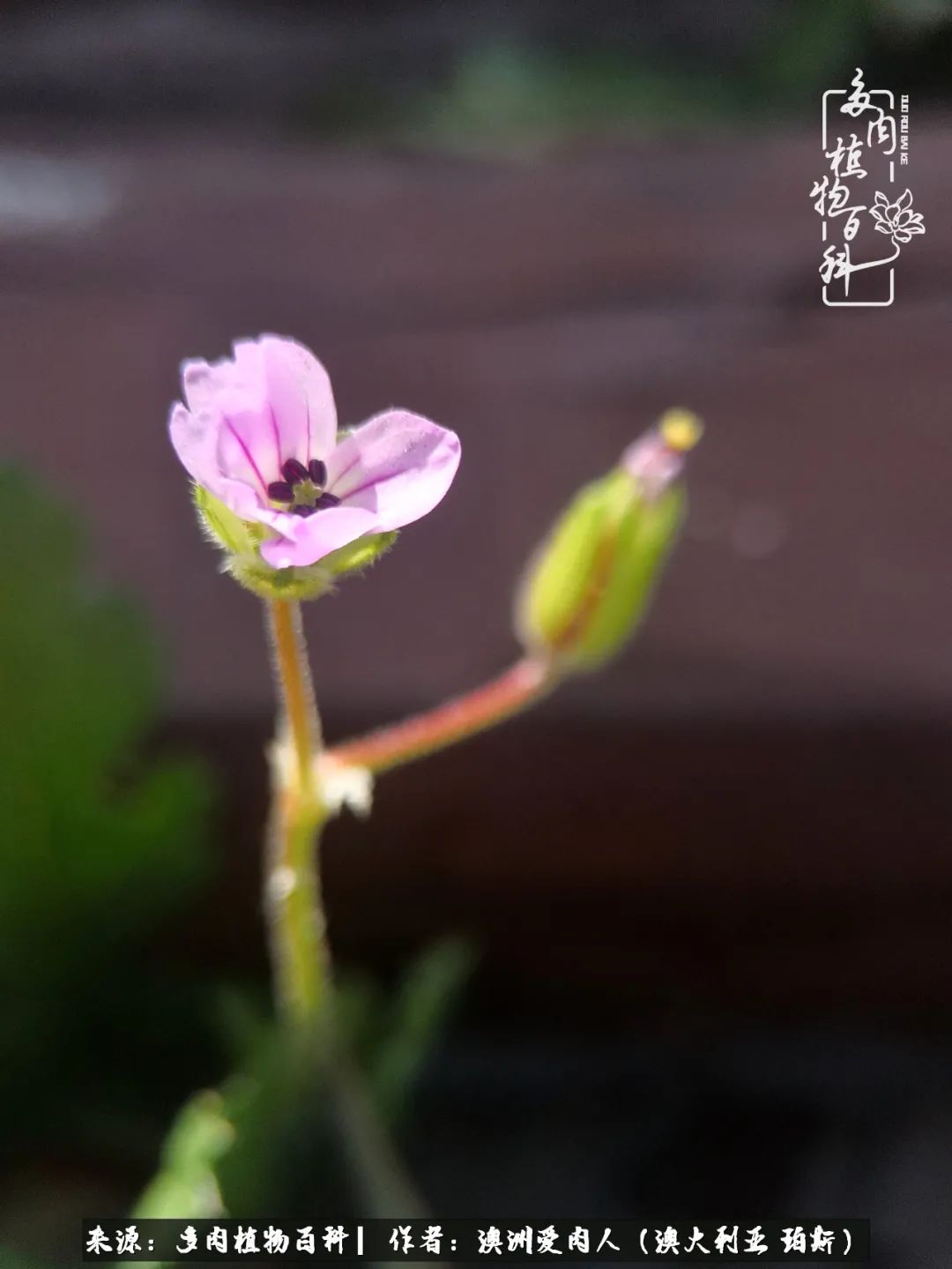 采蘑菇的小姑娘，“转行”来把多肉养