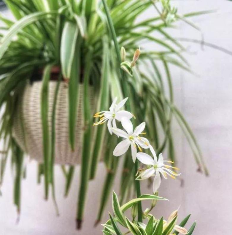 用这种“特效水”养绿萝吊兰，叶片绿油油，新芽蹭蹭长，不黄叶