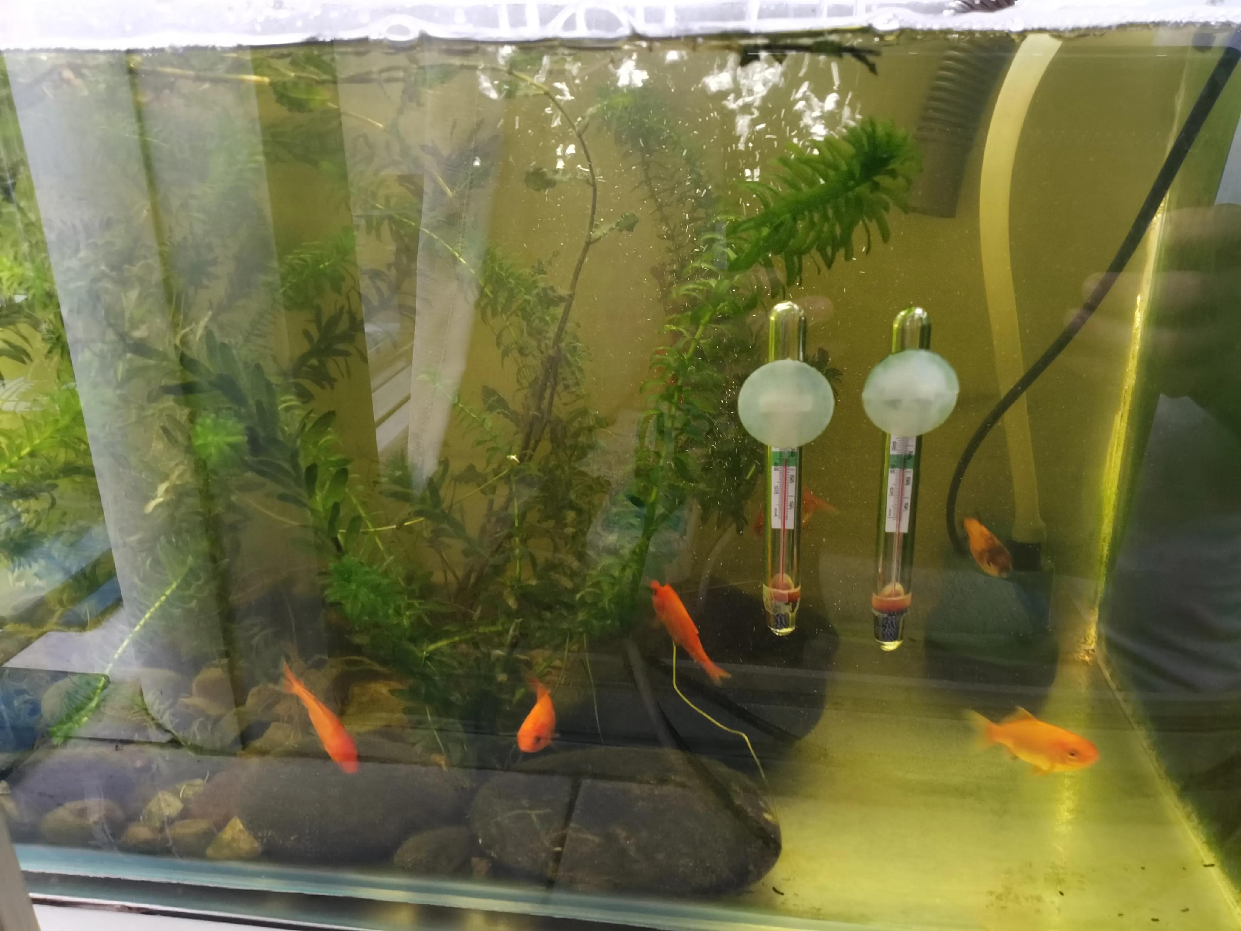 教你如何把鱼养好,教你怎样把鱼养好