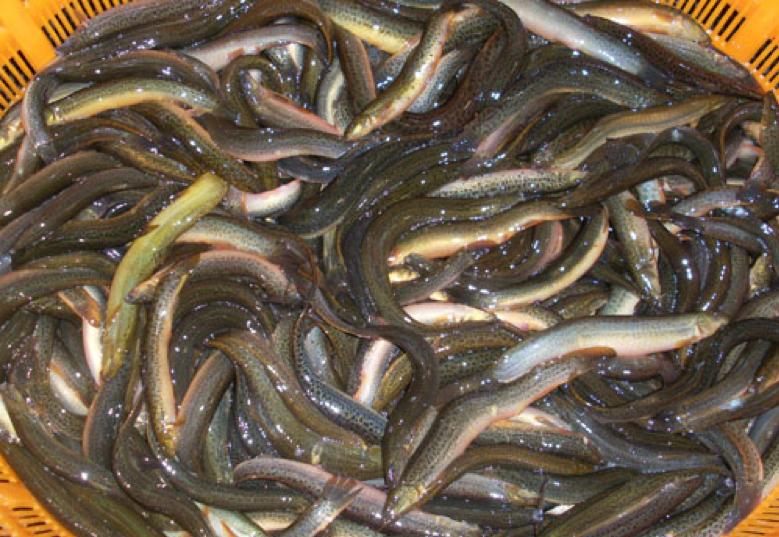 淤泥可以养殖什么,污泥养殖前景怎么样