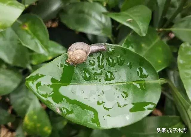 柑橘大实蝇和柑橘小实蝇常规虫害,柑橘虫害高清图谱及防治方法