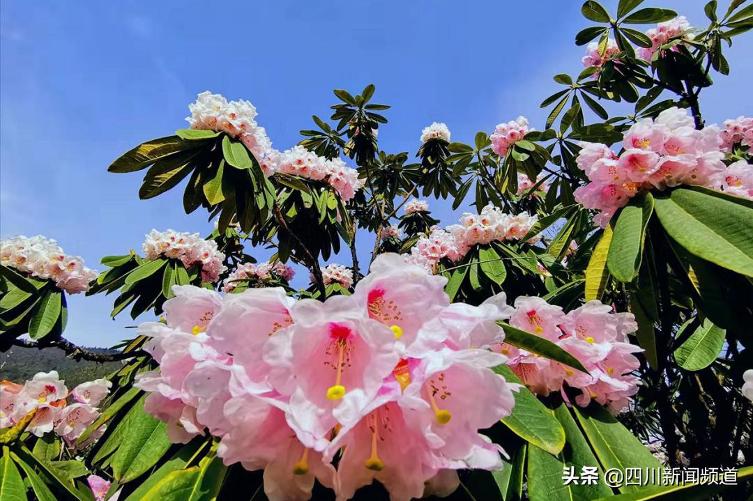 五一节西岭雪山攻略,五一去西岭雪山可以玩什么