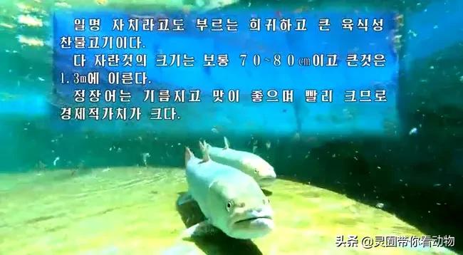 金日成爱吃的它,居然已经在国内绝迹?