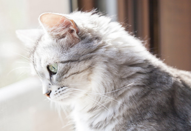 猫咪尿路感染专用药,猫咪尿路感染怎么办