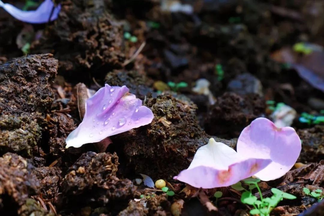 清迈美食攻略大全,最新清迈美食攻略