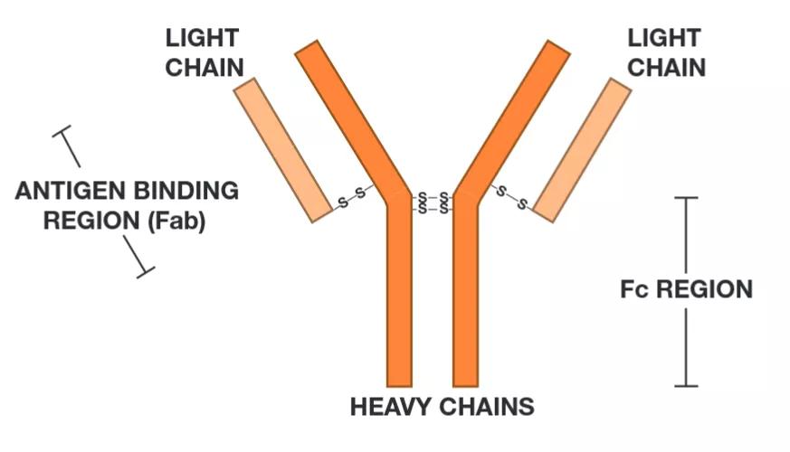 带你了解你的免疫系统（二）-B细胞和抗体介导的免疫应答