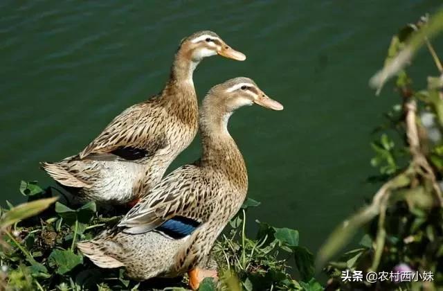 防治鸭瘟的最佳方法,鸭瘟的症状及防控方法