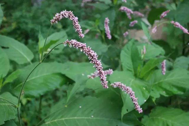 冬天常见中药植物图片及功效,花期长的草本植物图片