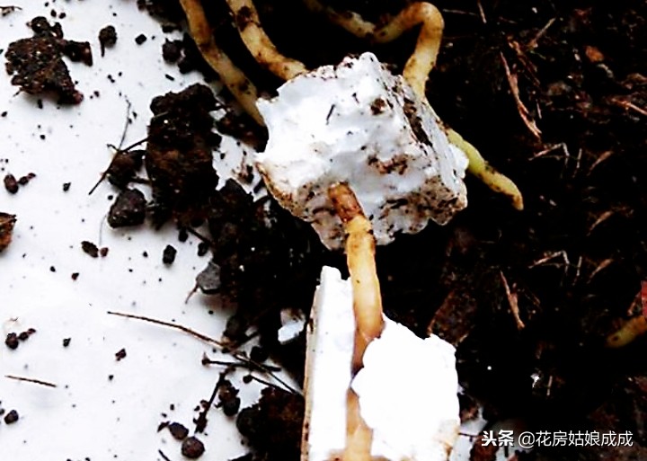 花盆里放泡沫会不会有毒,花盆底下放泡沫有什么好处