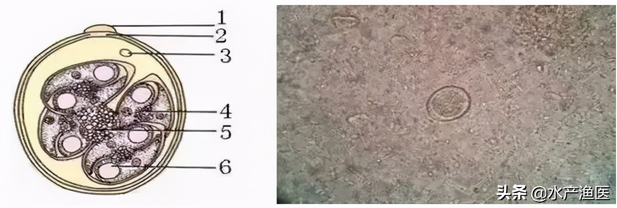 养殖鱼常见体外寄生虫,23种鱼类寄生虫图片库