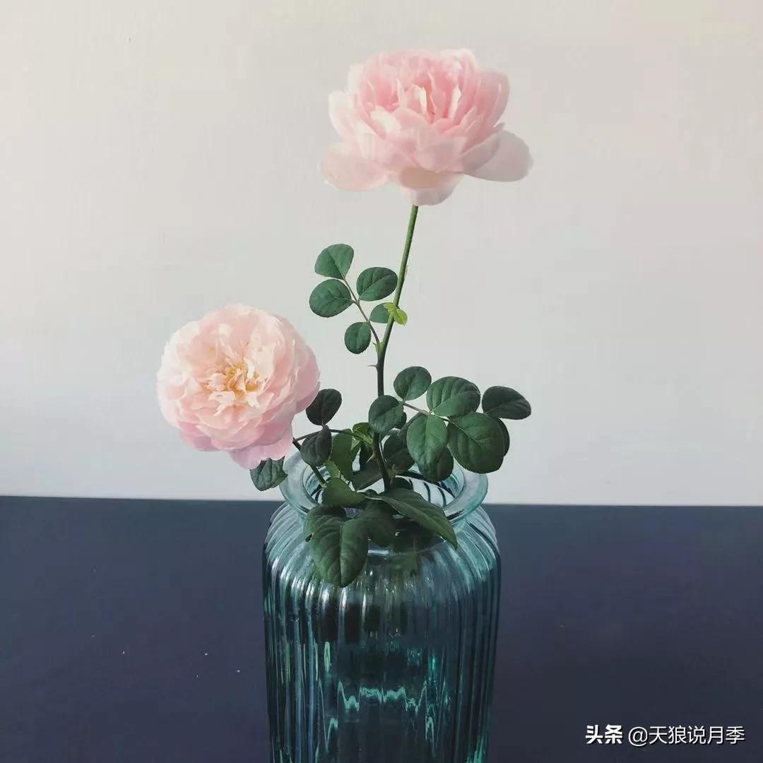 北阳台无直射光,北阳台直射光