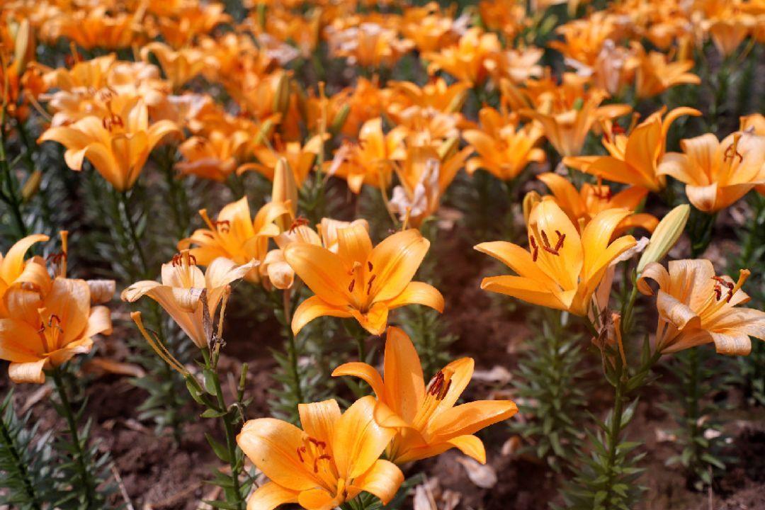 养长寿花选择什么颜色的花盆好看,长寿花推荐五种好看好养的品种
