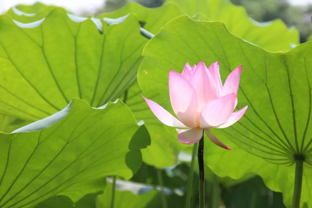 秦伯未怎么退热,中医泰斗秦伯未常用退热十法