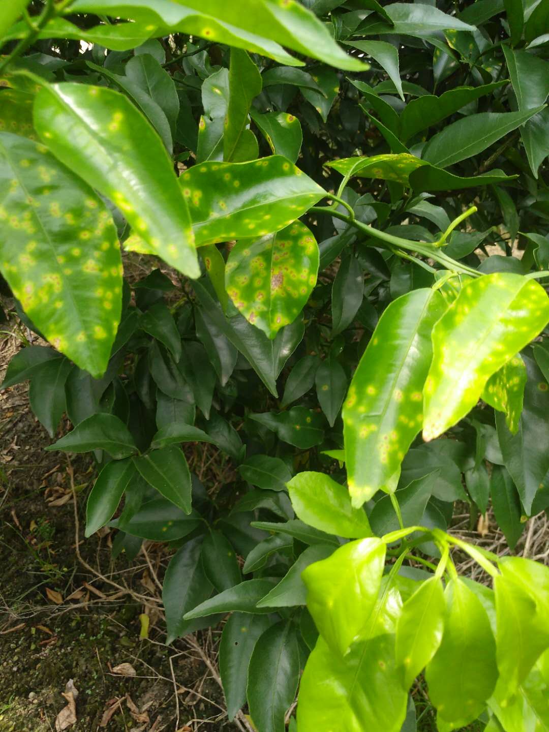 春雷王铜防治霜霉病效果,春雷铜王主治哪些病害