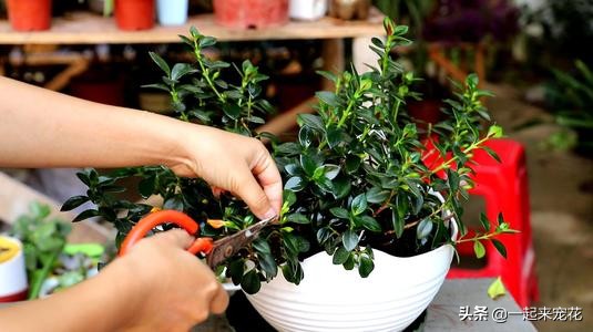 新上盆的金鱼吊兰怎么养护,金鱼吊兰的养护方法和管理