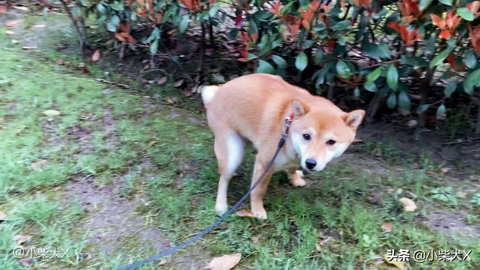 秋冬怎么护理狗狗的毛发,秋冬换季狗狗