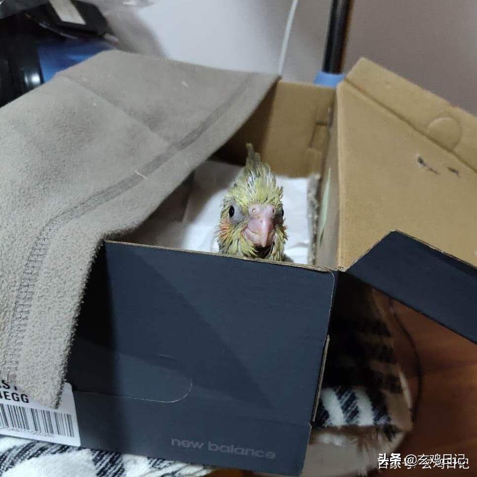 疫情期间家养的鹦鹉怎么办,疫情期间鹦鹉螺