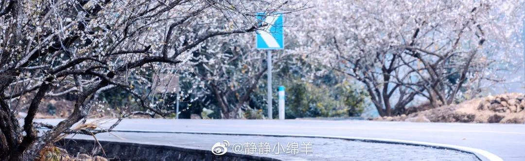 广州现在花开的季节,广州现在什么花开了