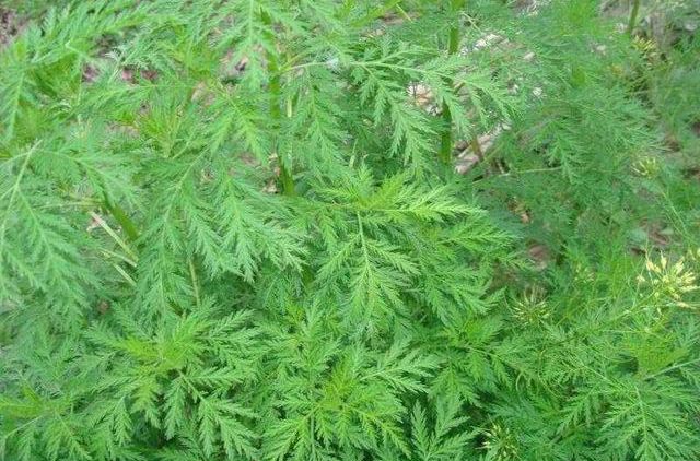 风靡全国的宝塔糖为什么消失了,曾风靡全国的宝塔糖为什么消失了