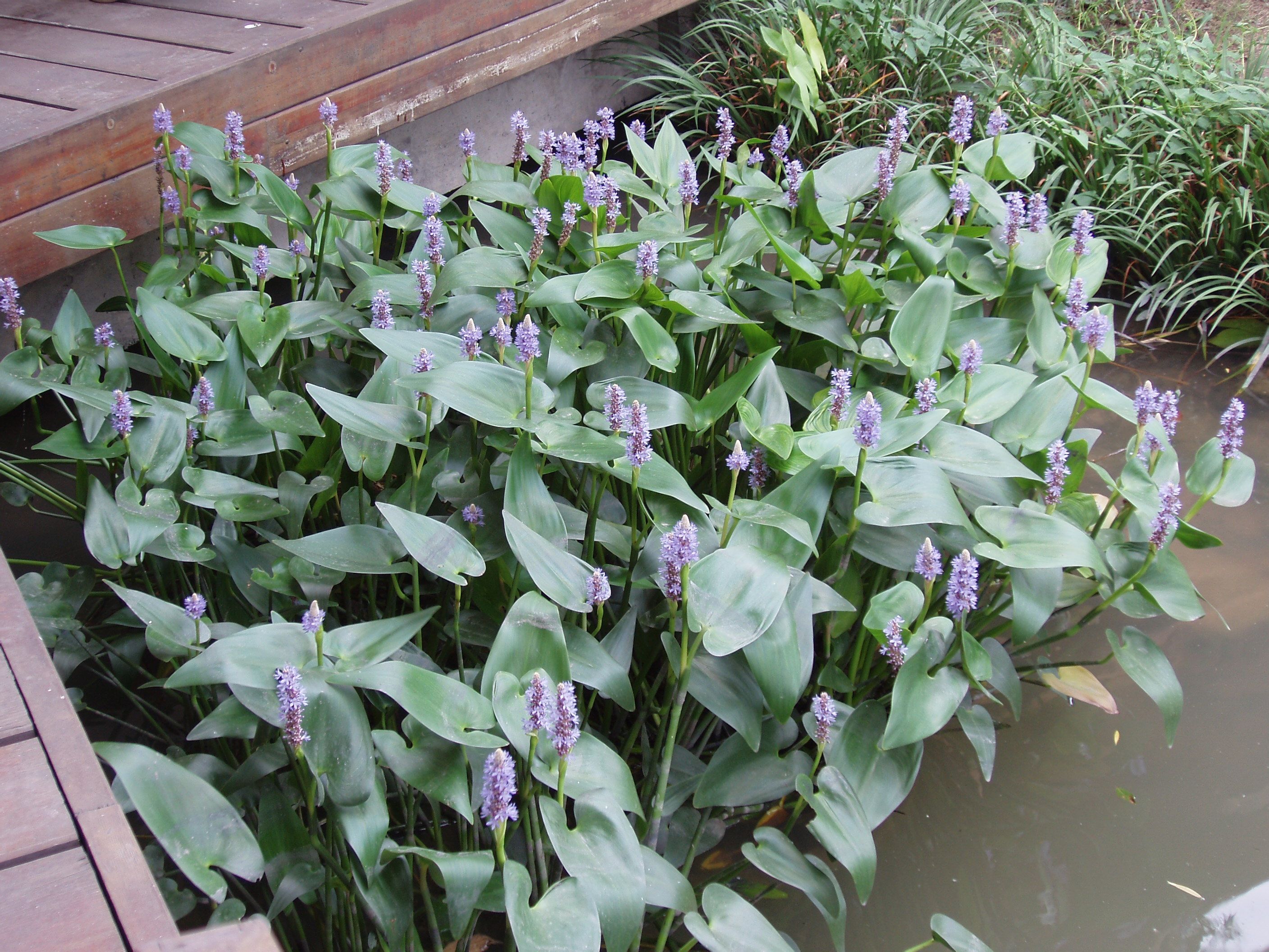 植物世界丨40款人见人爱的爆火花卉居然都是入侵植物，丢弃要犯罪
