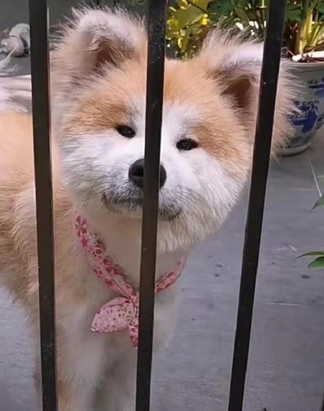 画狗寻狗启事搞笑,寻狗启事画像搞笑