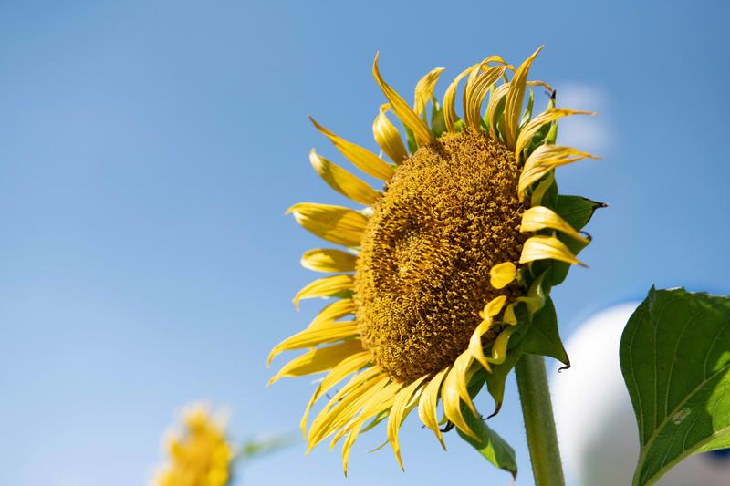 你知道广州有个百万葵园吗?四季都繁花似锦,景色让人流连忘返