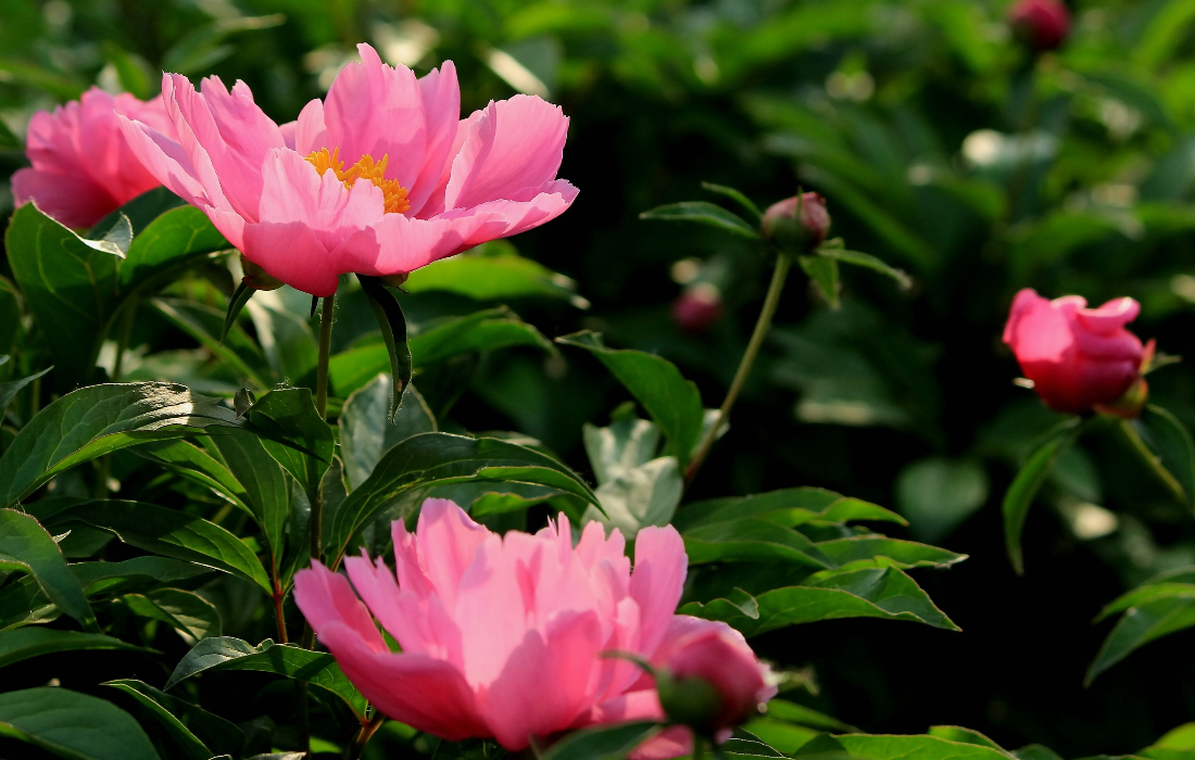 芍药什么颜色花的根可以入药,单瓣的芍药都是可以入药的吗