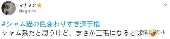 养暹罗猫会得什么病吗,养暹罗猫就像开盲盒