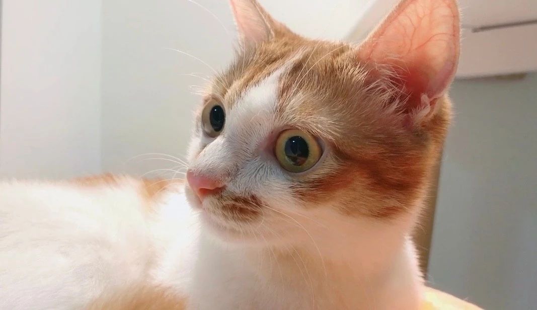 猫咪缺乏牛磺酸可能致死!表现之一是眼肿流泪,记得要额外补充