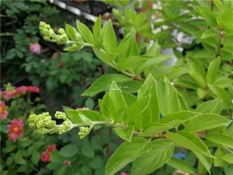 天竺葵的养护视频,垂吊天竺葵的养护