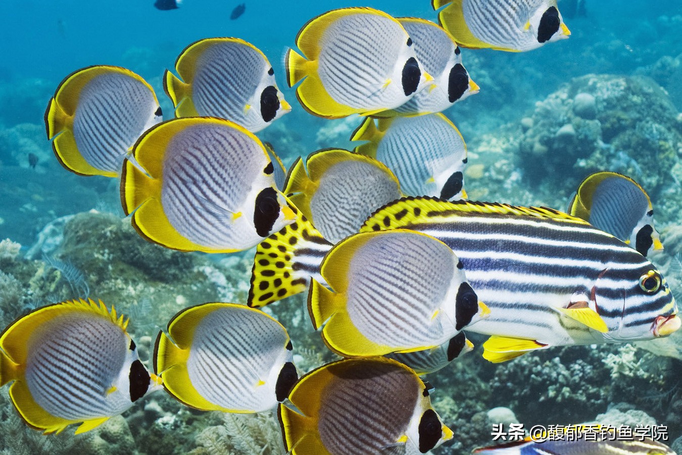 鱼聚在一起是怎么了,鱼为什么会聚集在一起