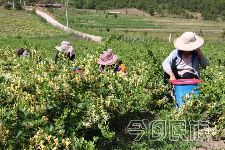 金银花开了春天就到了,金银花开了春天来了