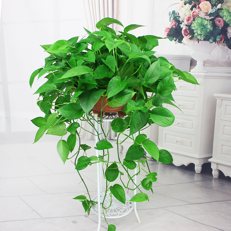 人养花一时养人一生,人养花同时花也养人