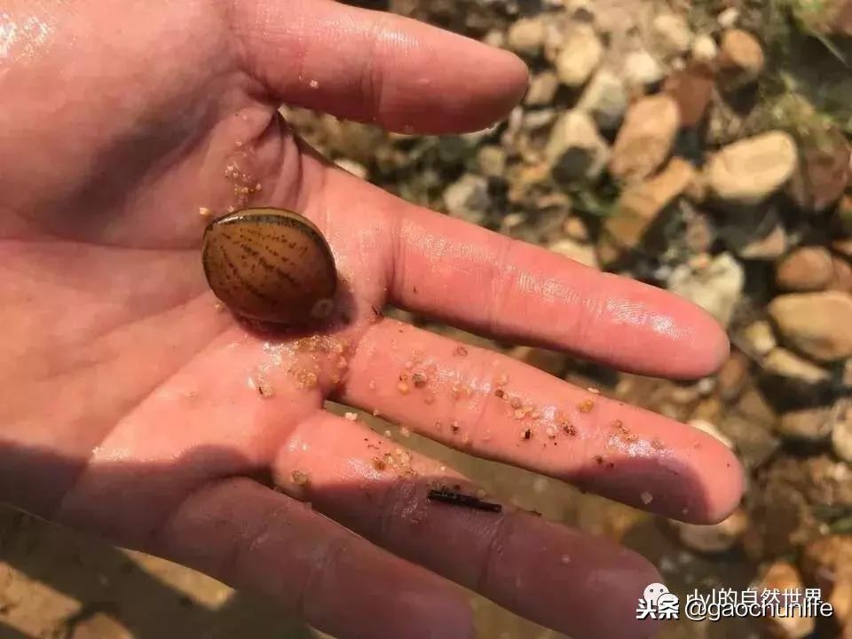 草龟难养,养草龟笔记