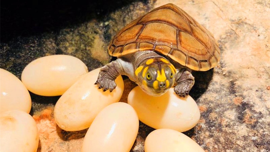 如何处理乌龟也可以保护龟壳,乌龟那么硬的壳子怎么产蛋