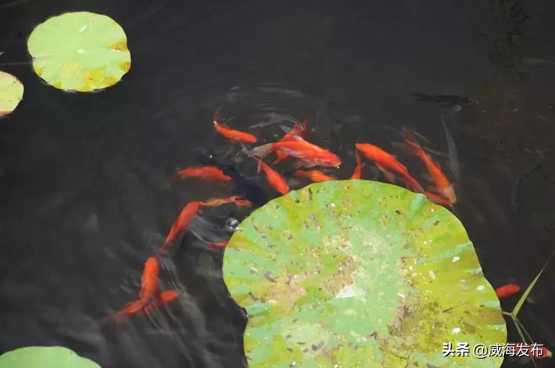 威海春天赏花攻略,威海游玩观光