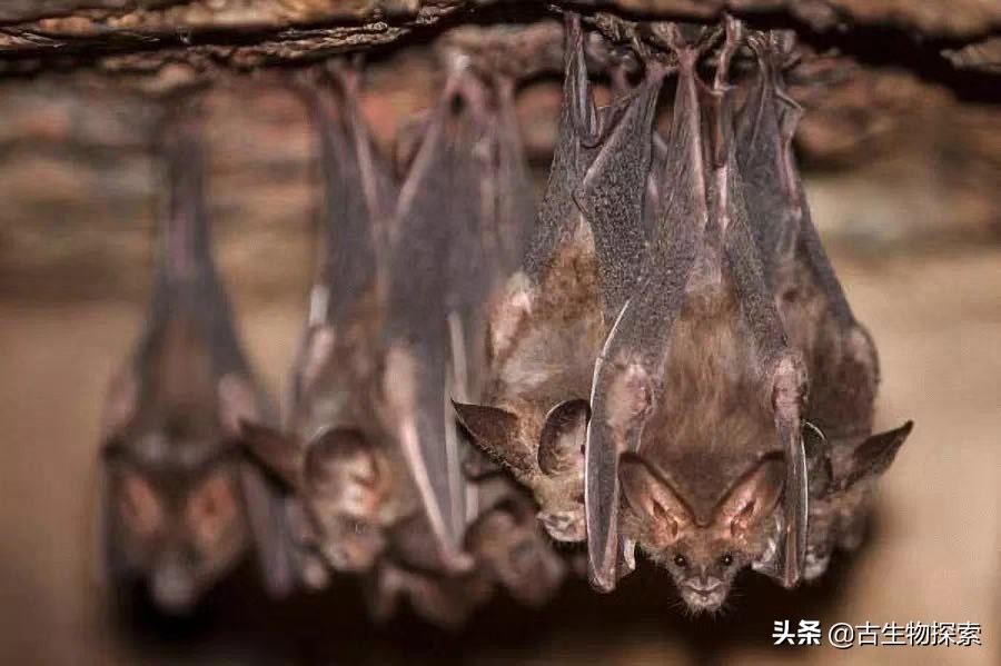 缈奸緳鍊掓寕,缈奸緳鍊掓寕鍗婄┖