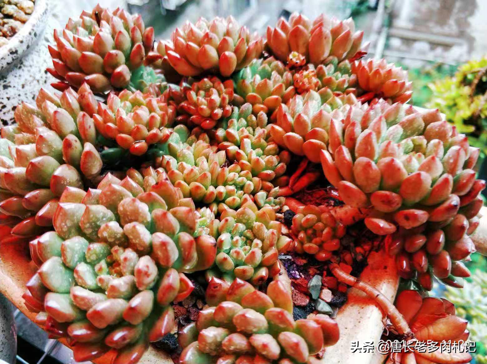 多肉红宝石夏天怎么养,红宝石多肉晒伤怎么挽救