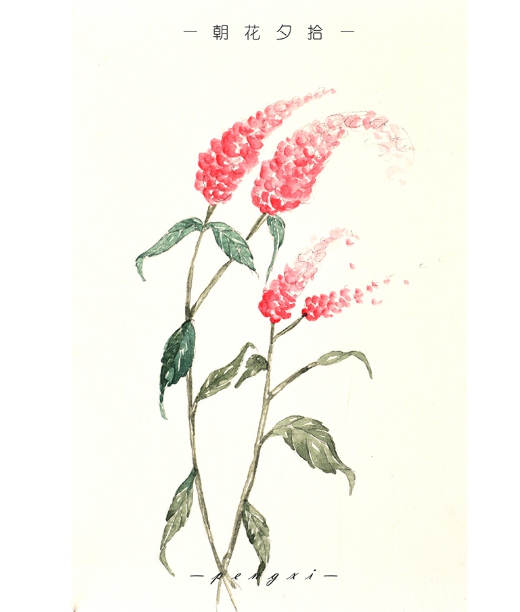 朝花夕拾范爱农读书笔记摘抄,朝花夕拾无常的读书笔记摘抄