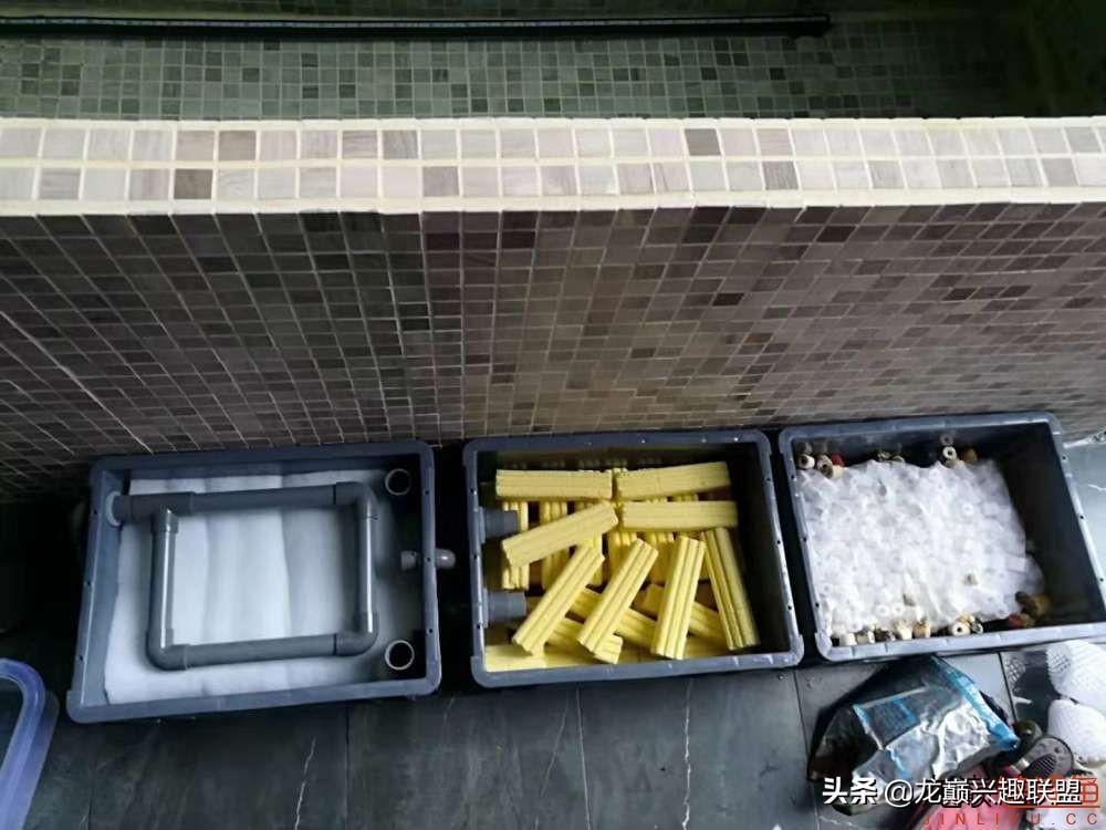 鱼友自制龙鱼缸,自制锦鲤鱼食配方及全过程