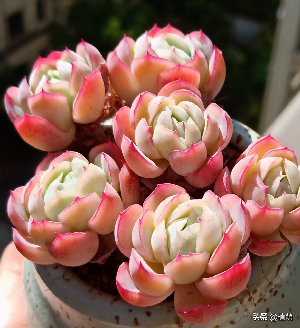 多肉贝瑞变绿爆头还会香吗,多肉贝瑞长了花剑